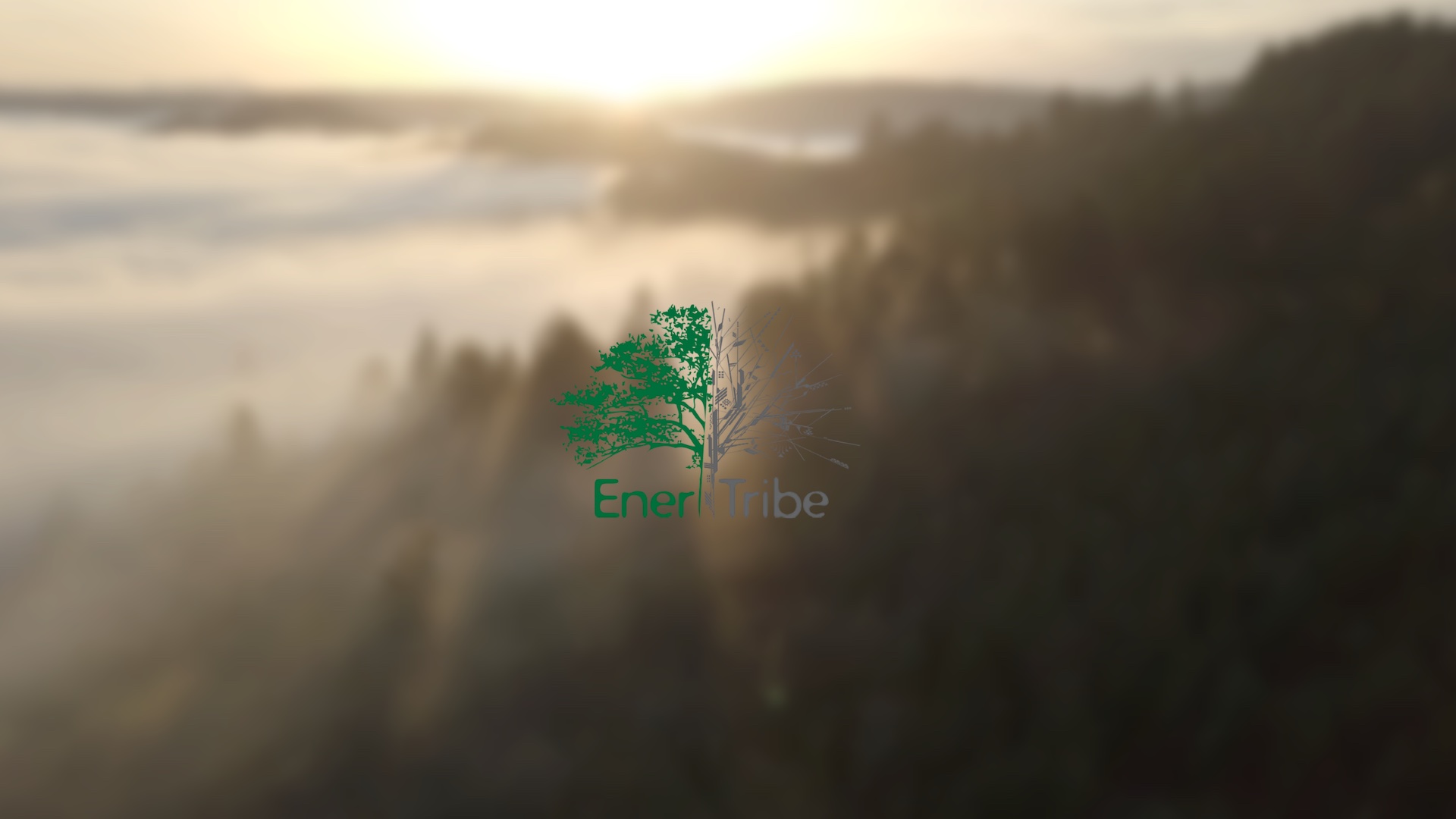 EnerTribe tree logo superimposed over drone image of a forest in fog